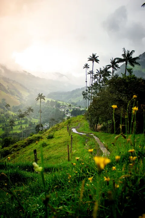 Sunrise in Cocora Valley, Salento, Colombia