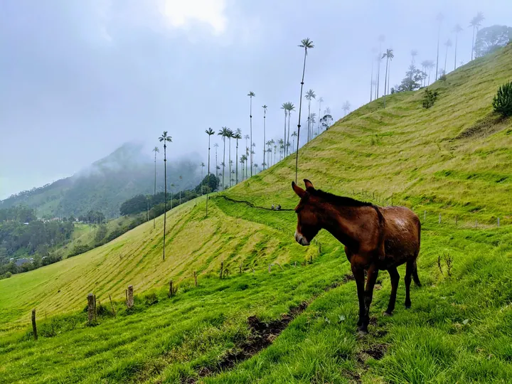 Horse grazing in Cocora Valley, Colombia