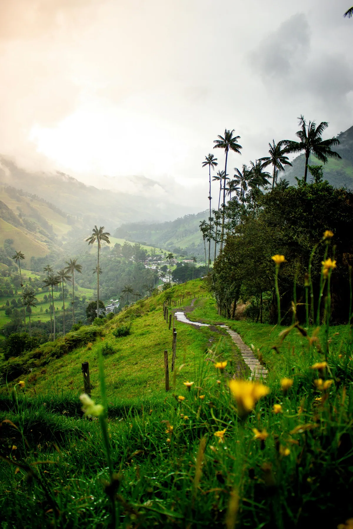 Wax palms in the Cocora Valley near Salento, Colombia