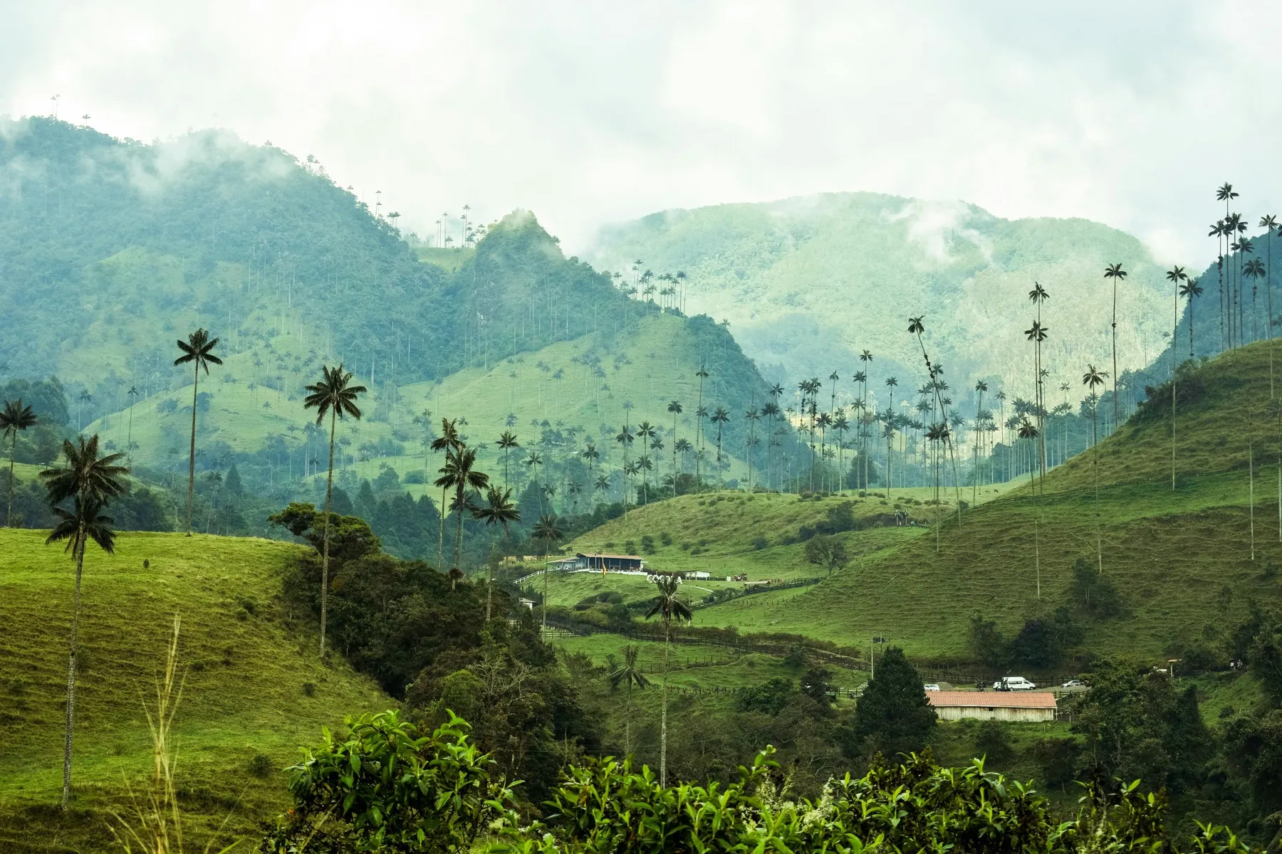 Coffee plantations in the Andes, Colombia
