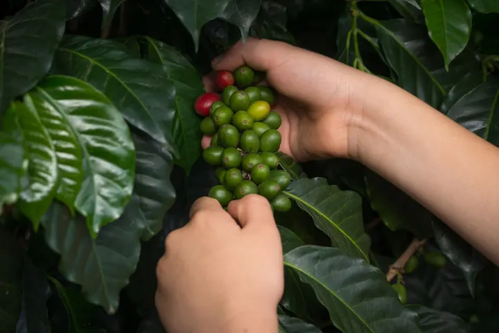 Coffee harvest in the Coffee Region, Colombia