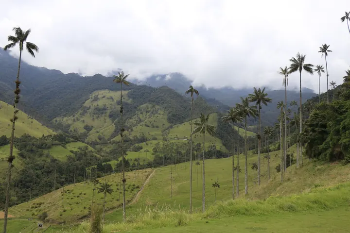 Wax palms in Cocora Valley, Quindío, Colombia