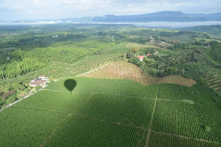 Aerial view of coffee fields in Quindío, Colombia
